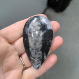Orthoceras Fossil - MJ Rocks and Gems