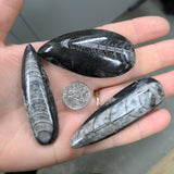 Orthoceras Fossil - MJ Rocks and Gems